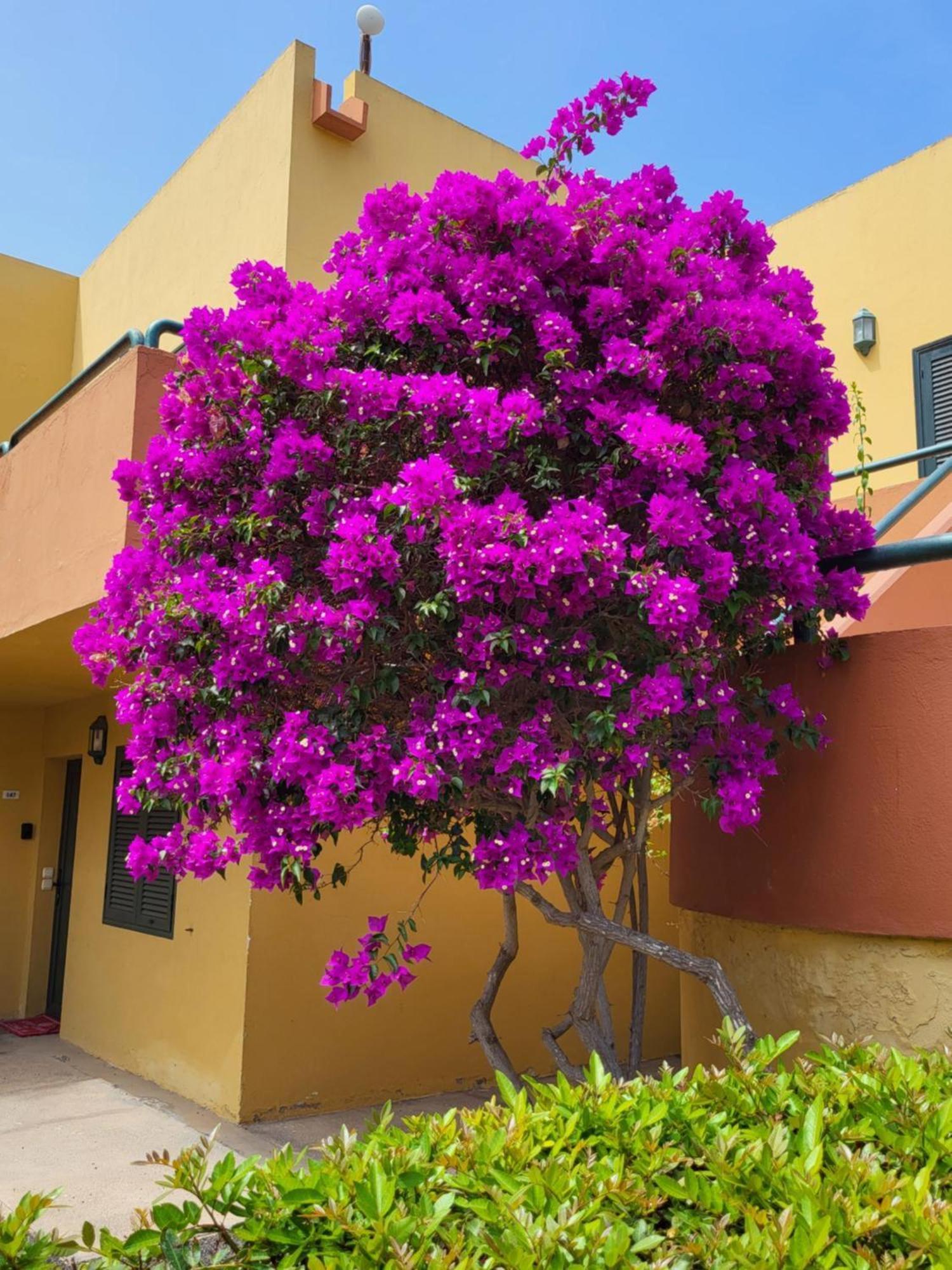 Casa Del Caballero كوراليهو المظهر الخارجي الصورة